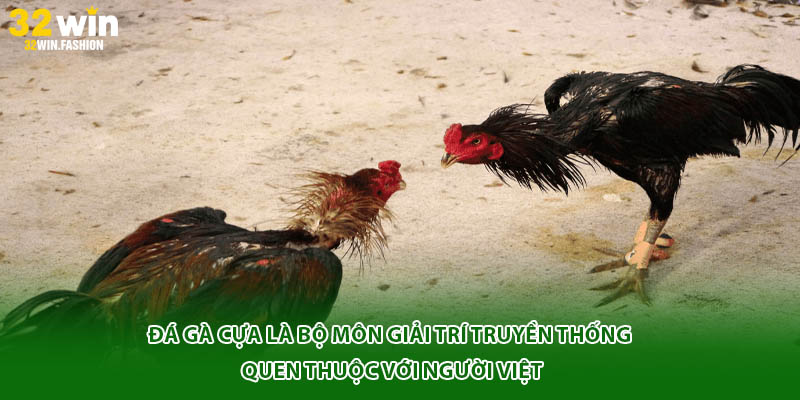 Đá gà cựa là bộ môn giải trí truyền thống quen thuộc với người Việt