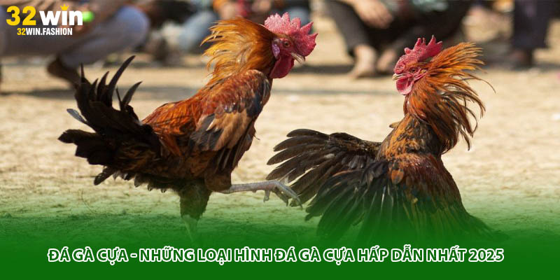 Đá Gà Cựa - Những Loại Hình Đá Gà Cựa Hấp Dẫn Nhất 2025