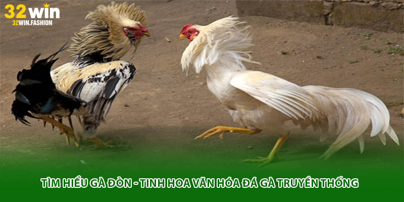 Tìm Hiểu Gà Đòn - Tinh Hoa Văn Hóa Đá Gà Truyền Thống