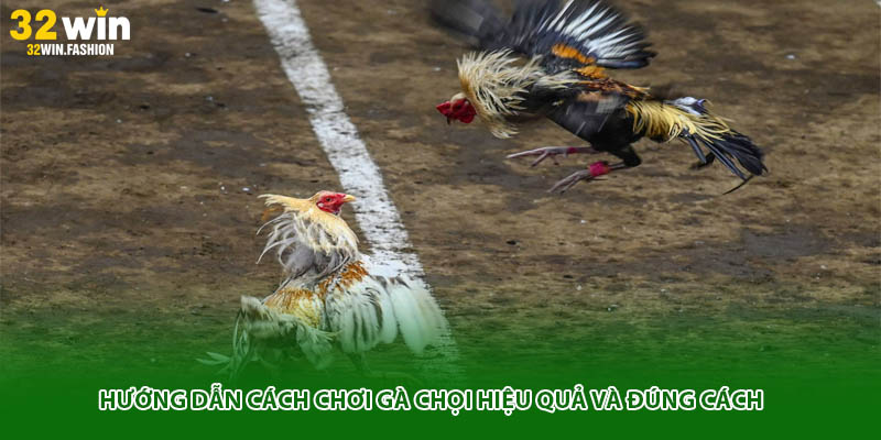 Hướng dẫn cách chơi gà chọi hiệu quả và đúng cách 