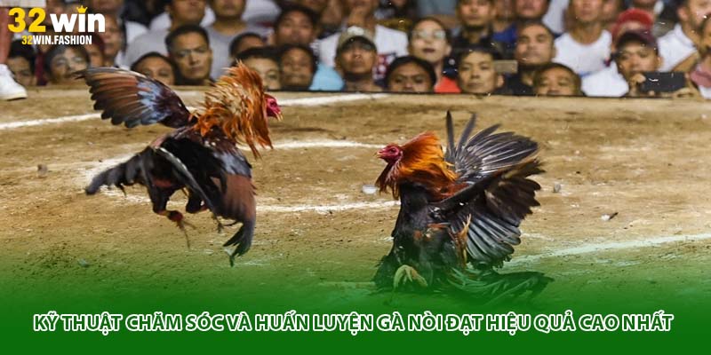 Kỹ thuật chăm sóc và huấn luyện gà nòi đạt hiệu quả cao nhất