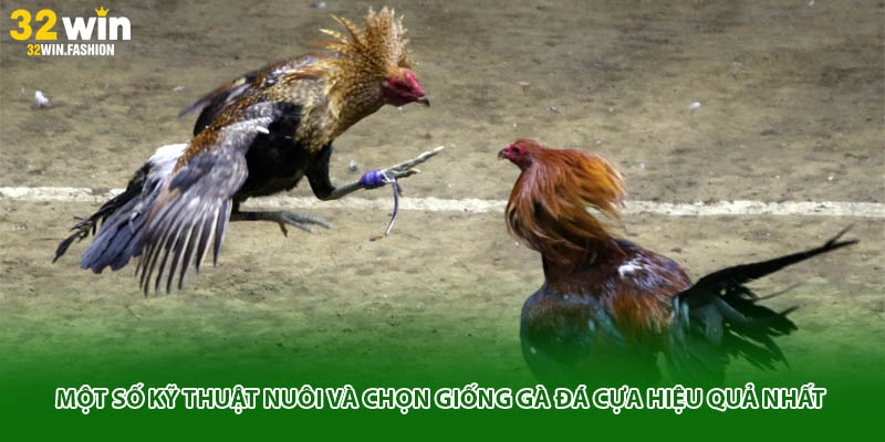 Một số kỹ thuật nuôi và chọn giống gà đá cựa hiệu quả nhất