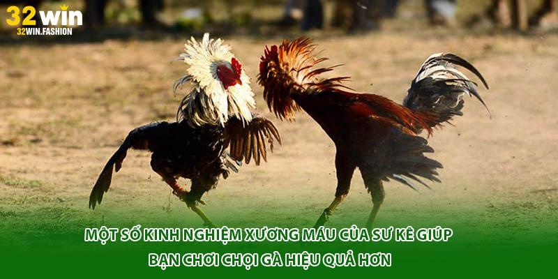 Một số kinh nghiệm xương máu của sư kê giúp bạn chơi chọi gà hiệu quả hơn