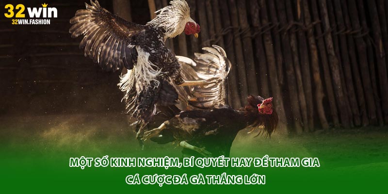 Một số kinh nghiệm, bí quyết hay để tham gia cá cược đá gà thắng lớn