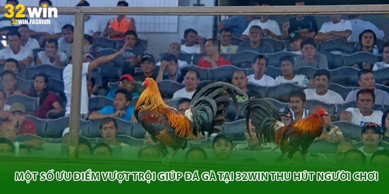 Một số ưu điểm vượt trội giúp đá gà tại 32WIN thu hút người chơi