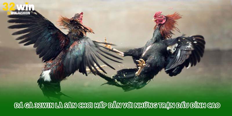 Đá gà 32WIN là sân chơi hấp dẫn với những trận đấu đỉnh cao