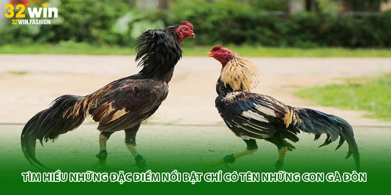 Tìm hiểu những đặc điểm nổi bật chỉ có tên những con gà đòn