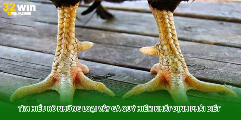 Tìm hiểu rõ những loại vảy gà quý hiếm nhất định phải biết