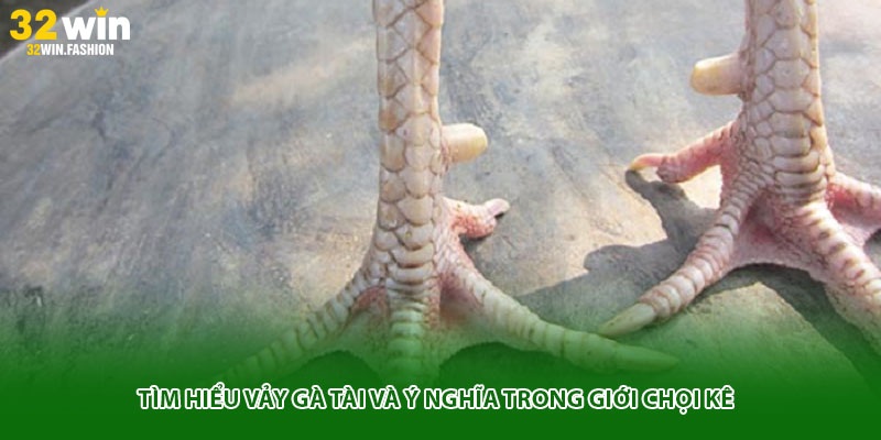 Tìm hiểu vảy gà tài và ý nghĩa trong giới chọi kê